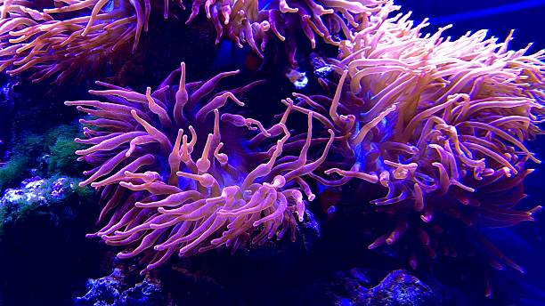 istock Sea bubble tip anemone under blue light in aquarium 2215279437