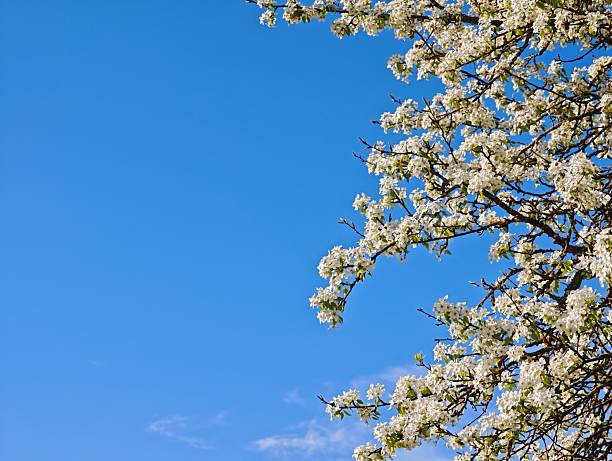 istock Blooming pear tree branches with white flowers against blue sky 2215279702