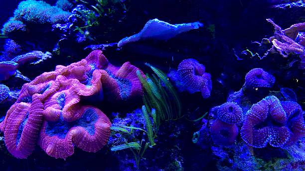 istock Coral reef aquarium tank photo 2215279873