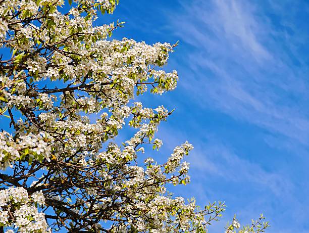 istock Blooming pear tree branches reaching for the blue sky 2215280223