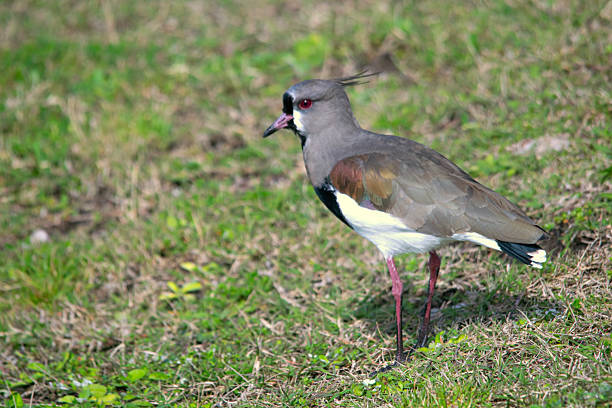 Southern lapwing perched on the field