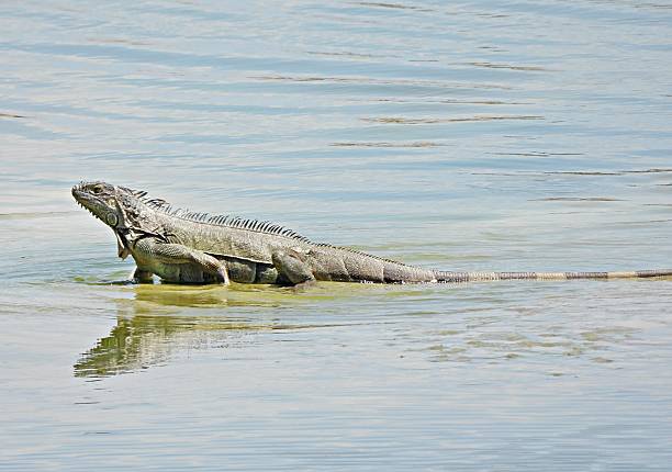a Galapagos marine iguana, Amblyrhynchus cristatus, warming itself on dark volcanic rock in an isolated island environment