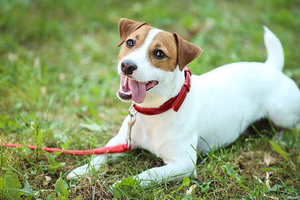 istock Beautiful Jack Russell Terrier dog in the park 2215280892