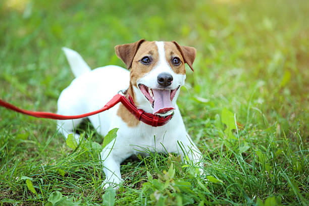 istock Beautiful Jack Russell Terrier dog in the park 2215280914