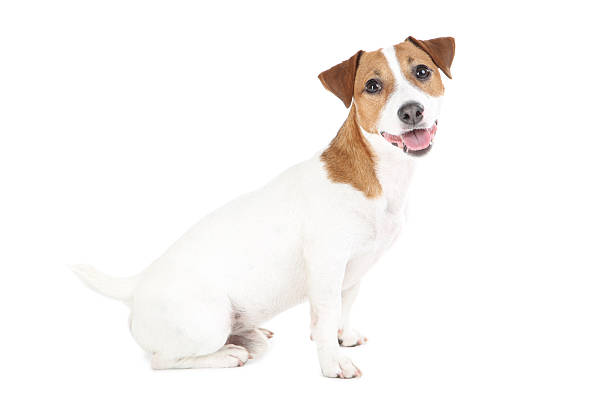 istock Beautiful Jack Russell Terrier dog isolated on white background 2215281319