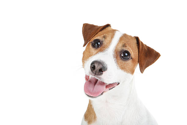 istock Beautiful Jack Russell Terrier dog isolated on white background 2215281408