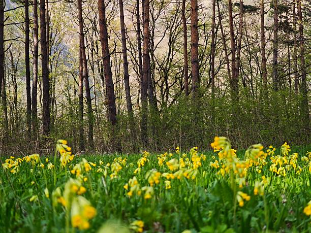 istock Cowslip flowers blooming in meadow near forest in spring 2215281459