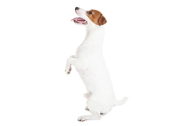 istock Beautiful Jack Russell Terrier dog isolated on white background 2215281510