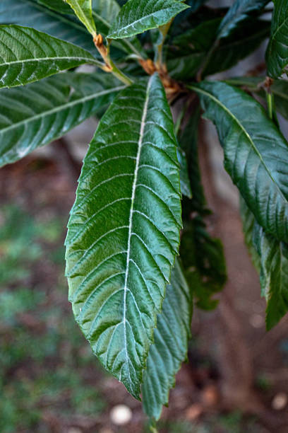 istock A leafy green plant with a brown stem 2215281519
