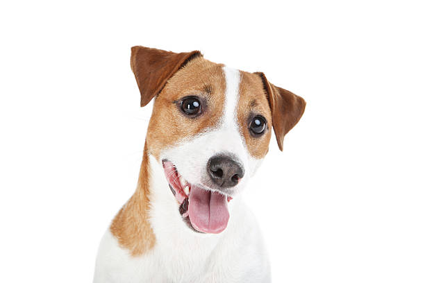 istock Beautiful Jack Russell Terrier dog isolated on white background 2215281552