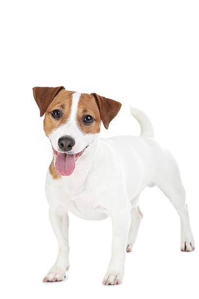 istock Beautiful Jack Russell Terrier dog isolated on white background 2215281588