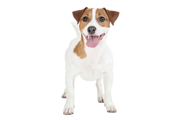 istock Beautiful Jack Russell Terrier dog isolated on white background 2215281609