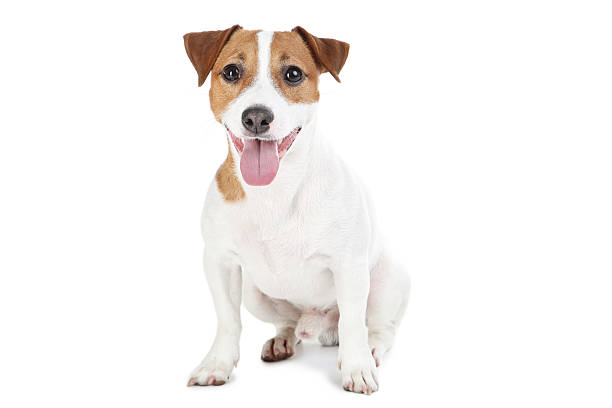 istock Beautiful Jack Russell Terrier dog isolated on white background 2215281633
