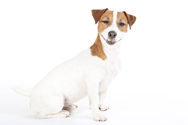 istock Beautiful Jack Russell Terrier dog isolated on white background 2215281667
