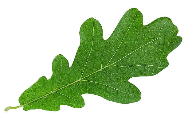 Green oak leaf isolated on a white background, top view. Young oak leaf.