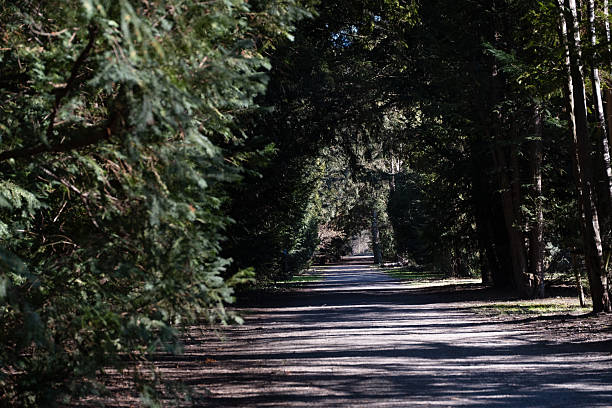 istock A scenic forest path surrounded by tall evergreen trees, casting shadows on the ground. The natural tunnel effect creates a peaceful and mysterious atmosphere. 2215285390