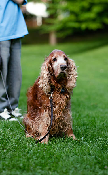 istock Elderly Cocker Spaniel on a Leash Sitting on Green Grass in the Park 2215285901