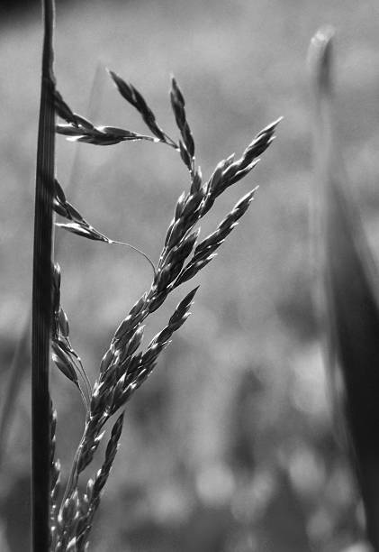 istock how the grass grows in black and white 2215286482