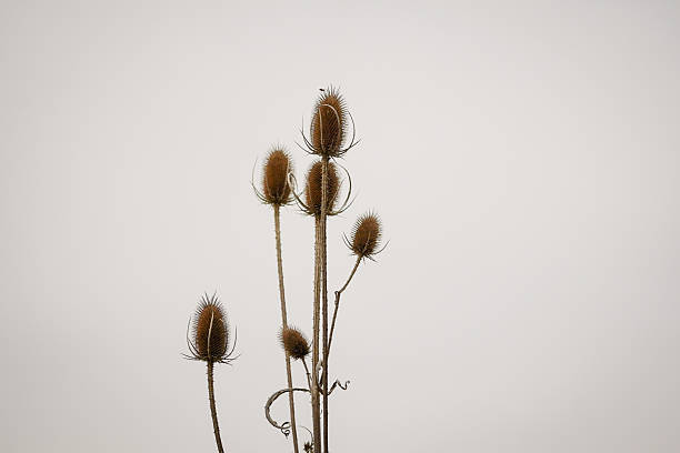 istock Tall and freestanding Wild Teasel 2215286745