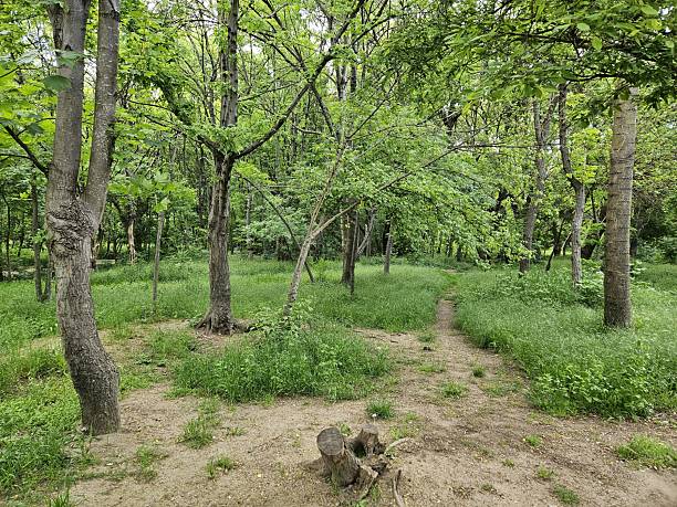 istock Green tree and green grass in public park 2215286963