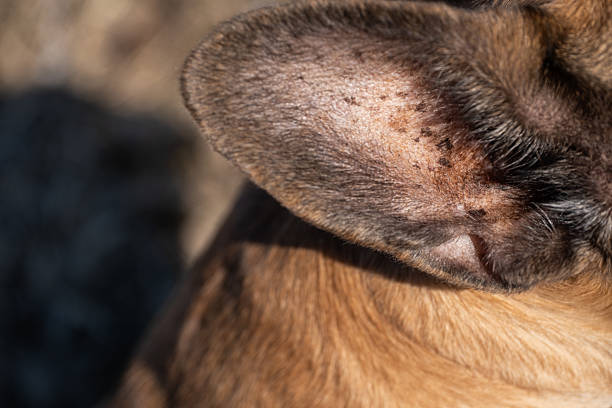 Extreme close-up of a dog's ear, showcasing the intricate texture of fur and the natural details of the ear canal. This image highlights the importance of pet hygiene, ear care, and grooming to prevent infections. A valuable resource for veterinarians, professional groomers, pet owners, and animal care guides focused on canine health and maintenance.