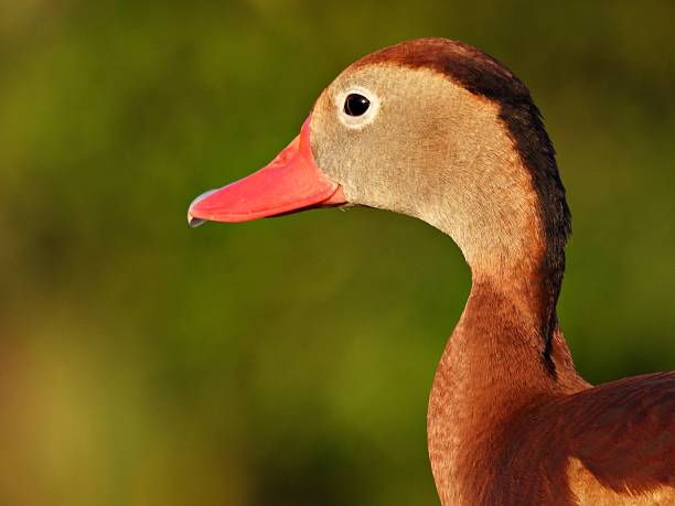 istock Black-bellied Whistling Duck (Dendrocygna autumnalis) 2215287505