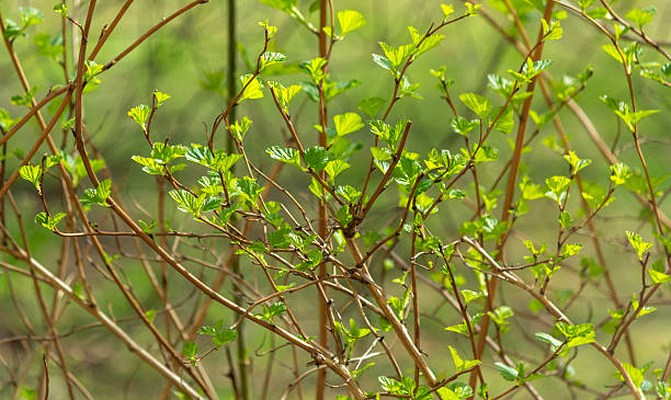 istock Green young leaves on a bush, early spring 2215288183