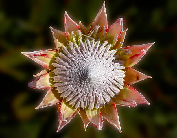 great flower of pink protea