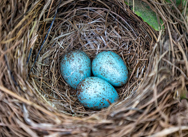 istock Nest of blackbird with blue eggs 2215288927