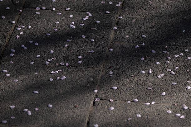 istock Fallen Cherry Blossom Petals on Pavement in Spring Shadow 2215289108