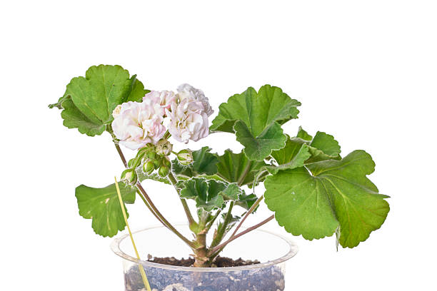 Beautiful Pink Pelargonium In Pot