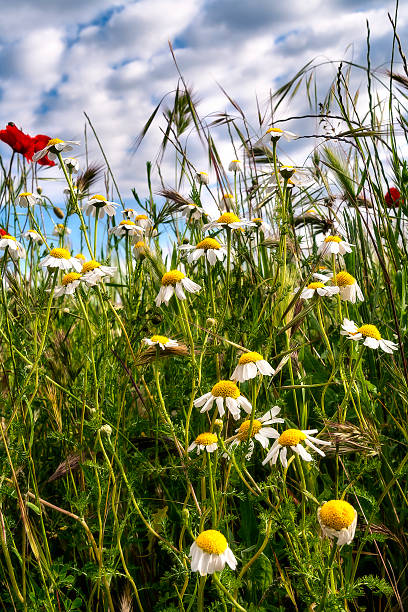 istock Daisies and poppies 2215289476