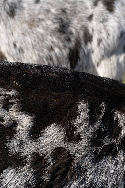 istock Spotted Goat Hide Close-Up with Natural Texture 2215290286