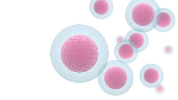 istock Human Stem Cells isolated on white background 2215290391