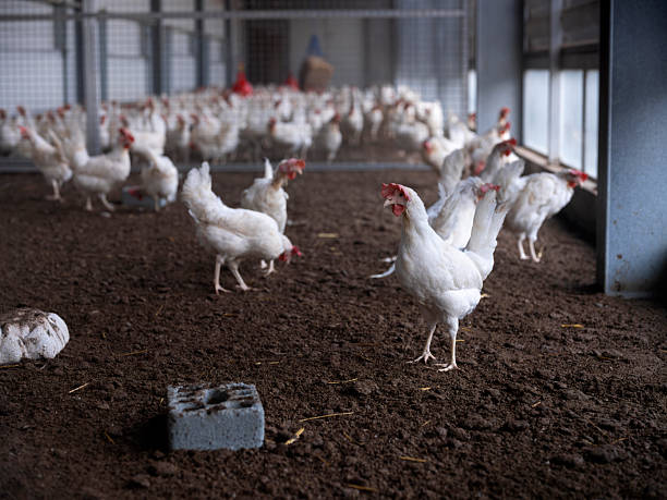 istock White Broiler Chickens Roaming on Dark Soil in Commercial Poultry Barn 5 2215290533