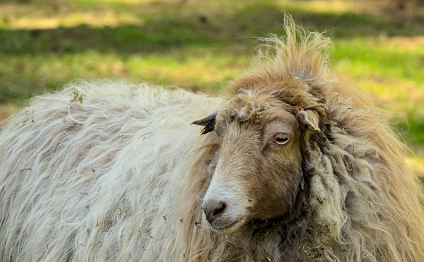 istock Portrait of an beautiful sheep (Skudde) 2215290639