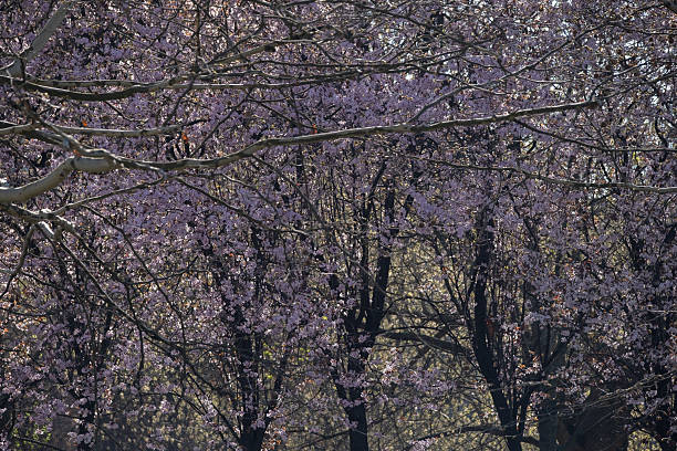 Landscape in the springtime