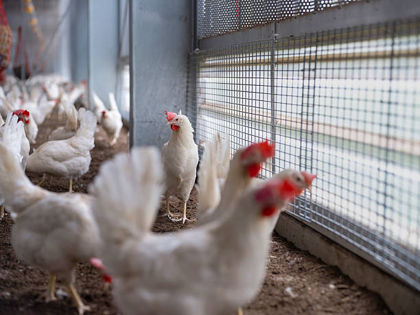 istock White Chickens Gathered Near Wire Mesh Window in Poultry Barn 2215291120