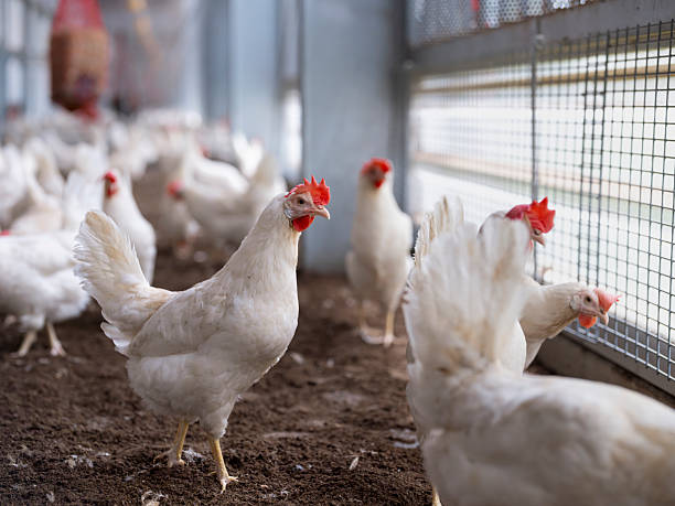 istock White Chickens Gathered Near Wire Mesh Window in Poultry Barn 2215291121