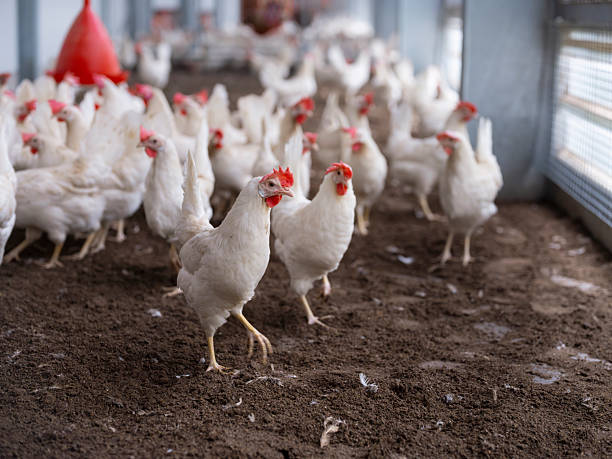 istock White Chickens Gathered Near Wire Mesh Window in Poultry Barn 2215291123