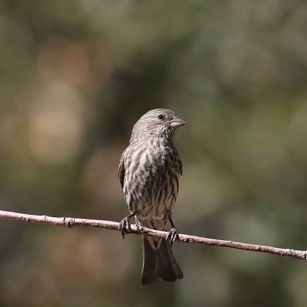 istock House Finch (female) (haemorhous mexicanus) perched on a small bare branch 2215291406