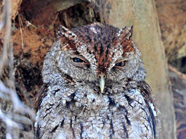 istock Eastern Screech-Owl (Megascops asio) - with open eyes 2215293196