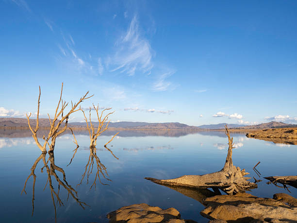 istock Late afternoon sun on still lake and dead trees 2215293210