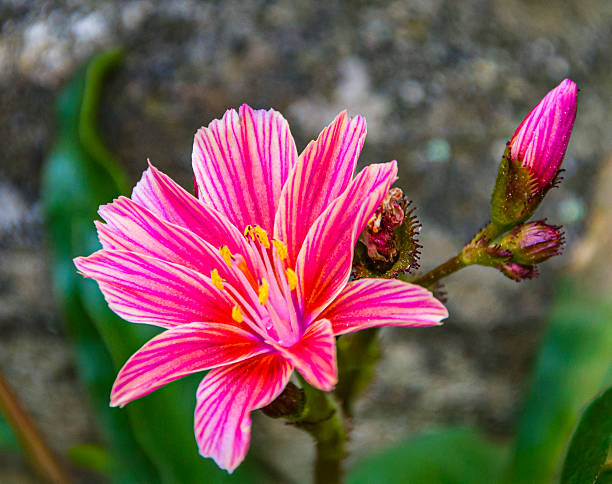 Bitterroot Flowercolor 220+ Bitterroot Flowers Stock Photos, Pictures & Royalty-Free Images ...