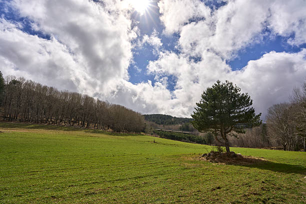 A serene landscape with a lone tree on a grassy field under a partly cloudy sky, capturing the essence of nature's tranquility.