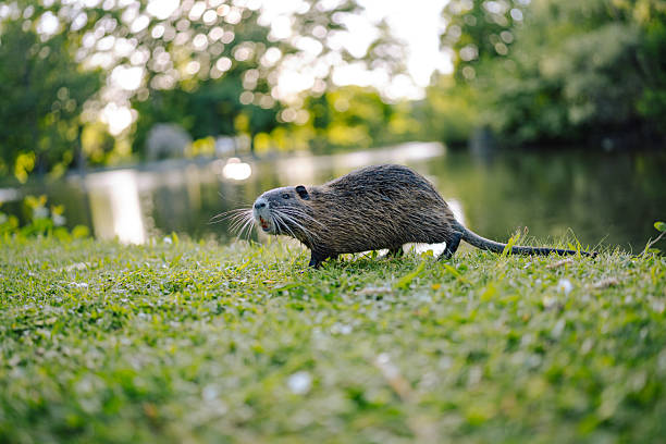 A wet nutria walks across the grass near a lake, lit by the warm tones of sunset. The background features trees, bokeh lighting, and calm reflective water in a tranquil nature setting.