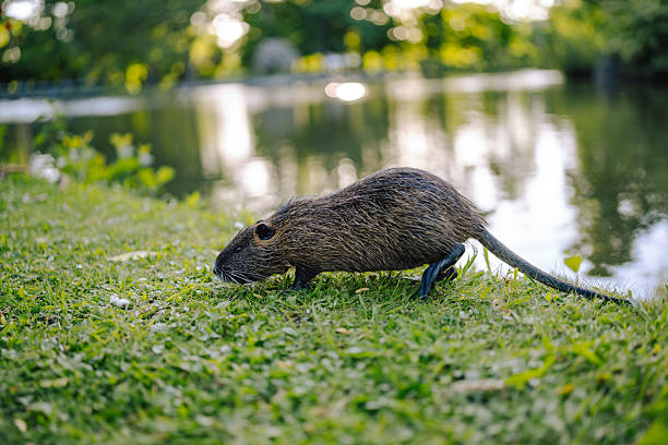 Nutria bends down to nibble on grass near a serene lake, with soft-focus water and foliage in the background. A candid moment of rodent wildlife behavio