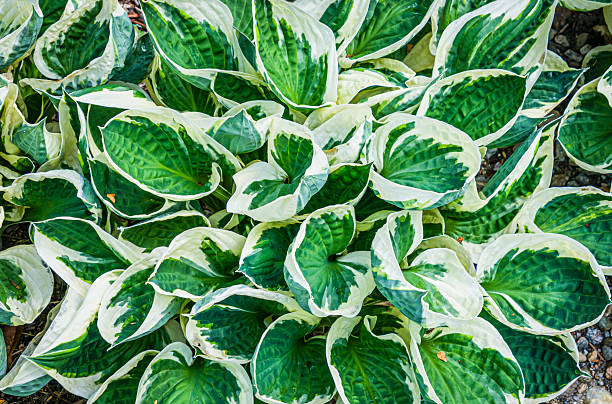 Colorful shades of green and white in a Hosta patch in a Cape Cod garden.