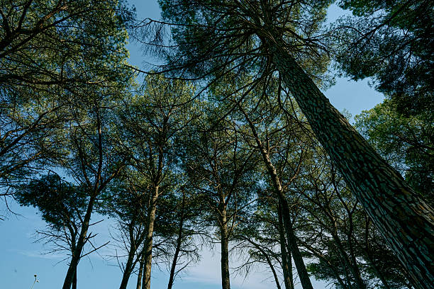 Looking up at tall trees with lush green foliage against a clear blue sky.