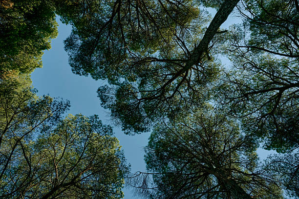 A serene forest landscape with tall trees and sunlight filtering through the leaves, creating a peaceful atmosphere.